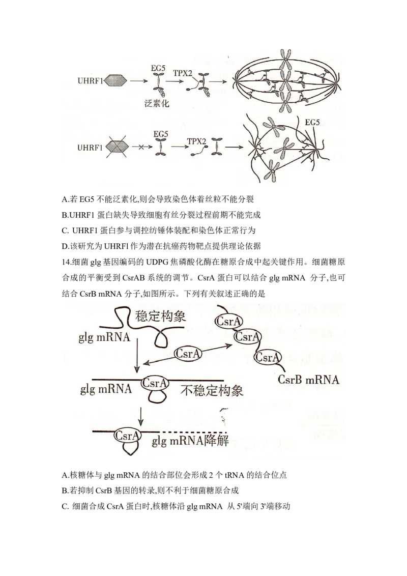 湖南省2025届高考&ldquo;一起考&rdquo;大联考第二次模拟生物试题word版_2025年4月_2504062025届湖南省部分学校高三&ldquo;一起考&rdquo;大联考（模拟二）（全科）