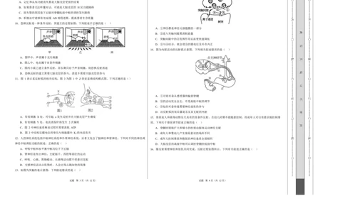 高二生物第一次月考卷测试范围：人教版2019选择性必修1第1章~第3章（考试版A3）_1多考区联考试卷_2510142025-2026学年高二生物上学期第一次月考试题