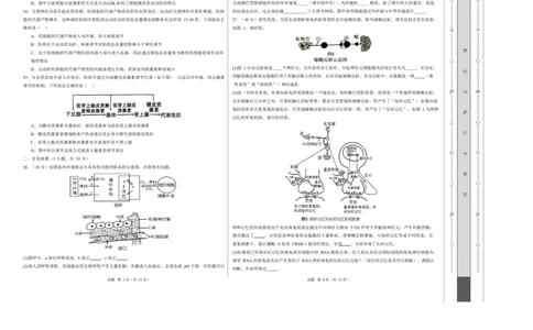 高二生物第一次月考卷测试范围：人教版2019选择性必修1第1章~第3章（考试版A3）_1多考区联考试卷_2510142025-2026学年高二生物上学期第一次月考试题