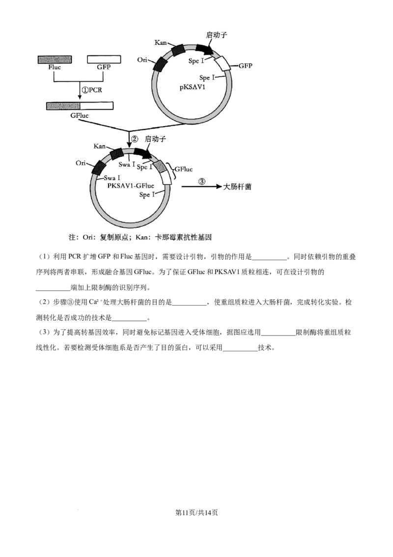 广东省深圳市龙华区2024-2025学年高二下学期期末调研测试生物试题（含答案）_2025年8月_250804广东省深圳市龙华区2024-2025学年高二下学期期末调研测试