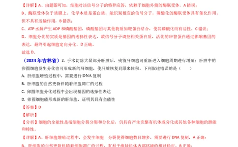 专题07细胞的分化、衰老、死亡和癌变-2024年高考真题和模拟题生物分类汇编（教师卷）_近10年高考真题汇编（必刷）_十年（2014-2024）高考生物真题分项汇编（全国通用）