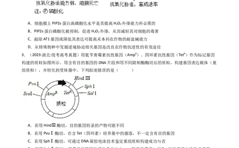 专题25基因工程（原卷卷）_近10年高考真题汇编（必刷）_十年（2014-2024）高考生物真题分项汇编（全国通用）_十年（2014-2023）高考生物真题分项汇编（全国通用）
