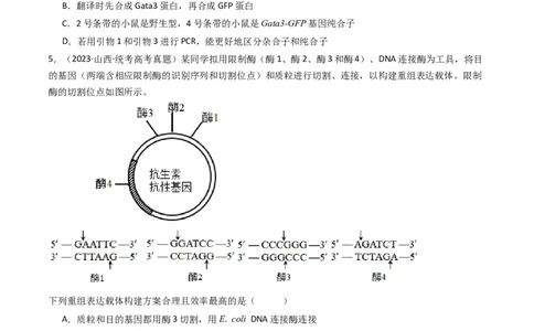 专题25基因工程（原卷卷）_近10年高考真题汇编（必刷）_十年（2014-2024）高考生物真题分项汇编（全国通用）_十年（2014-2023）高考生物真题分项汇编（全国通用）