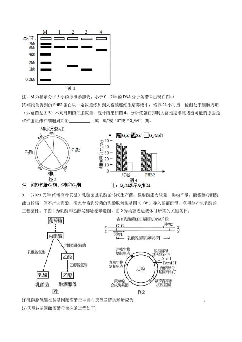 专题25基因工程（原卷卷）_近10年高考真题汇编（必刷）_十年（2014-2024）高考生物真题分项汇编（全国通用）_十年（2014-2023）高考生物真题分项汇编（全国通用）