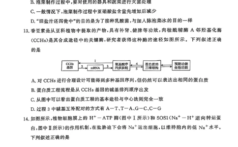河南青桐鸣大联考2025年高三考前适应性考试-生物试卷_2025年5月_2505172025届河南省青桐鸣5月大联考高三考前适应性考试（全科）_2025届河南省高三考前适应性考试&middot;青桐鸣5月大联考生物