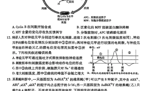 生物试卷_2025年2月_250217天一大联考2025届高三四省联考（陕晋青宁）_天一大联考2025届高三四省联考（陕晋青宁）生物