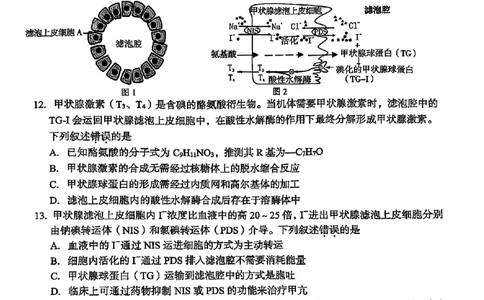 浙江省台州市2025届高三下学期4月二模试题生物试卷+答案_2025年4月_250411浙江省台州市2025届高三下学期4月二模（全科）