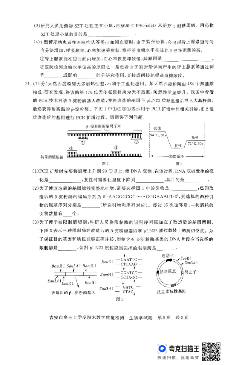 江西省吉安市2025届高三上学期1月期末教学质量检测生物试题（含解析）_2025年1月_250124江西省吉安市2024-2025学年高三上学期期末教学质量检测（全科）