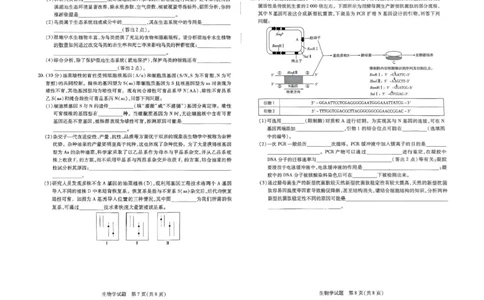 河南天一大联考2024-2025学年下高三年级阶段性测试（七）生物试题（含答案）_2025年4月_250426河南天一大联考2024-2025学年下高三年级阶段性测试（七）（全科）