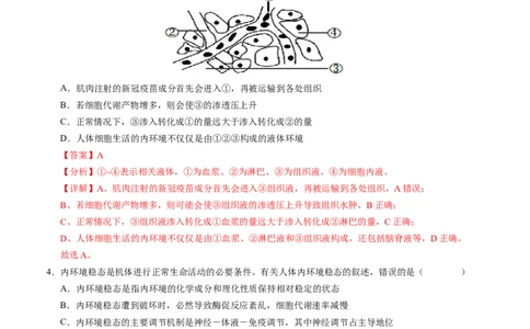 高二生物第一次月考卷01（全解全析）（新高考通用）(1)_1多考区联考_0920（新高考通用）黄金卷：2024-2025学年高二上学期第一次月考（含答题卡word解析版）