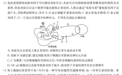 金太阳25-338C安徽省六安市市区2025届高三下学期考前适应性考试生物_2025年3月_250329安徽省六安市市区2025届高三下学期考前适应性考试（金太阳25-338C）（全科）