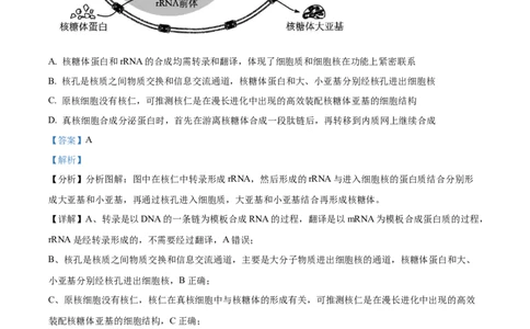 精品解析：河北省石家庄市长安区石家庄市第一中学2025-2026学年高三上学期9月月考生物试题（解析版）_2025年9月_250927石家庄市第一中学2025-2026学年高三上学期9月摸底考试（全科）