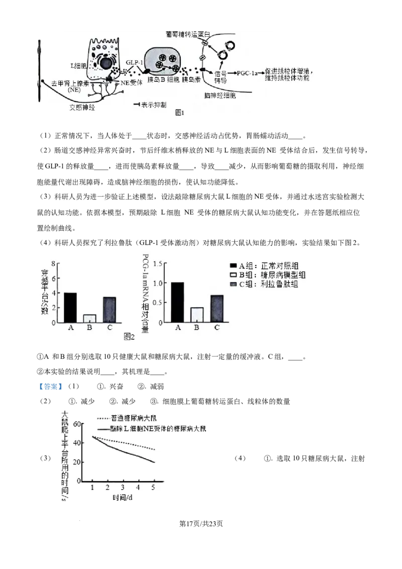 精品解析：河北省石家庄市长安区石家庄市第一中学2025-2026学年高三上学期9月月考生物试题（解析版）_2025年9月_250927石家庄市第一中学2025-2026学年高三上学期9月摸底考试（全科）