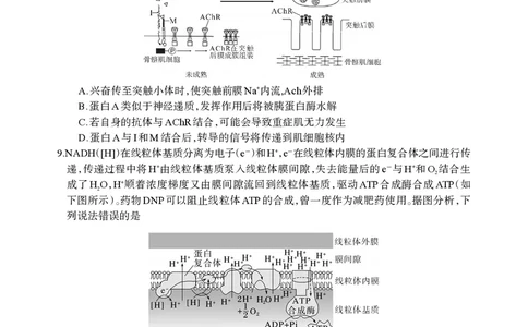 德阳市高中2022级质量监测考试（二）生物_2025年2月_250224四川省德阳市高中2022级质量监测考试（二）（全科）_德阳市高中2022级质量监测考试（二）生物