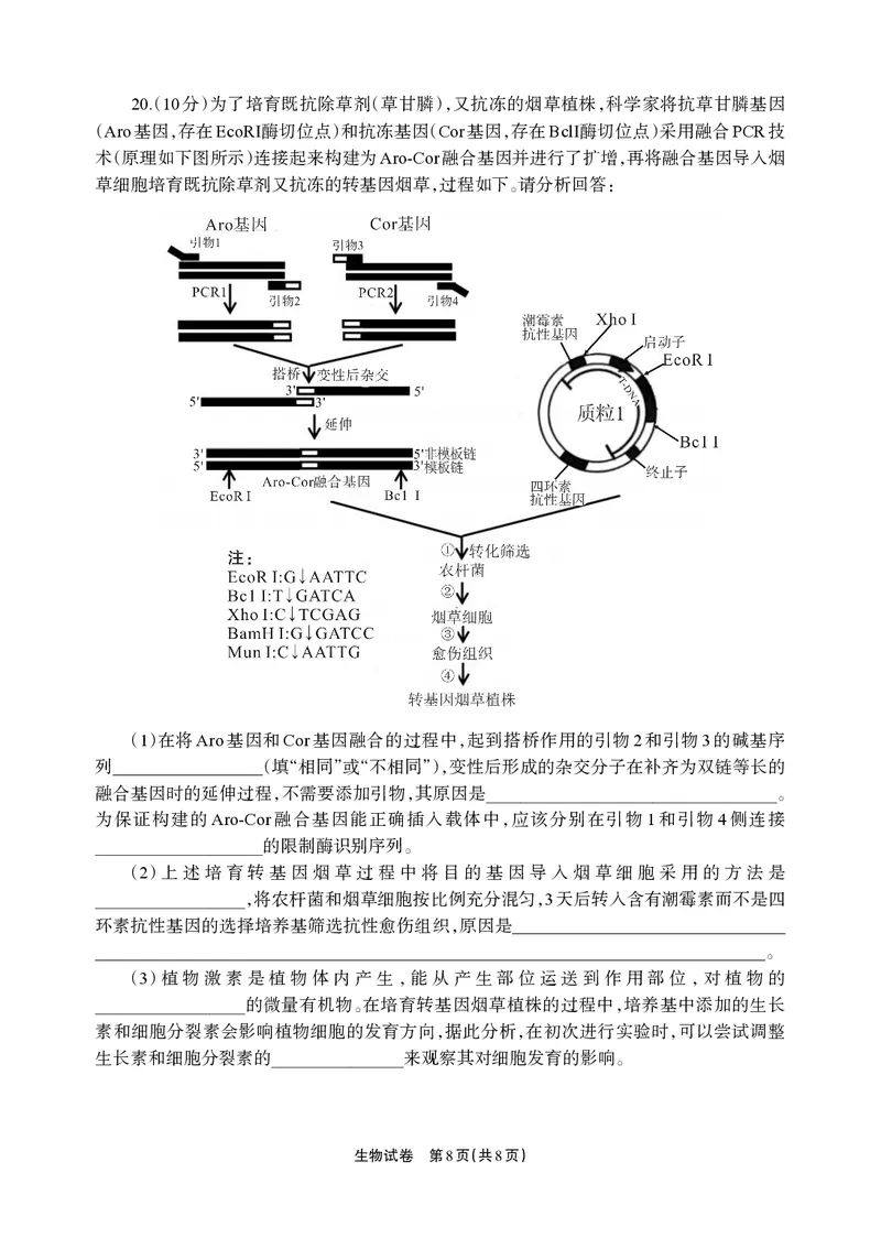 德阳市高中2022级质量监测考试（二）生物_2025年2月_250224四川省德阳市高中2022级质量监测考试（二）（全科）_德阳市高中2022级质量监测考试（二）生物