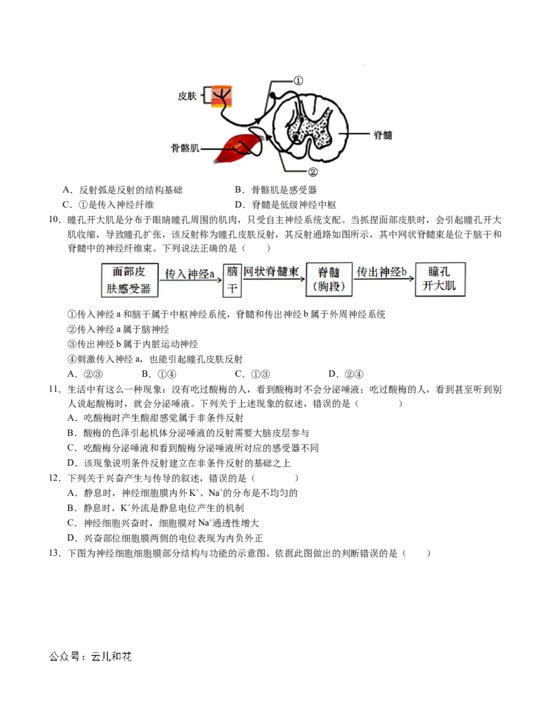 高二生物第一次月考卷01（A4考试版）测试范围：选择性必修1第1~2章（新高考通用）(1)_1多考区联考