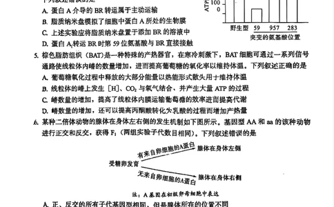 生物原卷_2025年11月_251119福建省全国名校联盟2026届高三上学期中考试（全科）_福建省全国名校联盟2026届高三上学期中考试生物