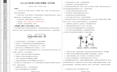 高二生物第一次月考卷测试范围：人教版2019选择性必修1第1章~第2章第3节（考试版A3）_1多考区联考试卷_2510142025-2026学年高二生物上学期第一次月考试题