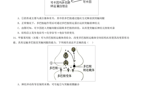 高二生物第一次月考卷单选版测试范围：人教版2019选择性必修1第1章~第2章（考试版）_1多考区联考试卷_2510142025-2026学年高二生物上学期第一次月考试题