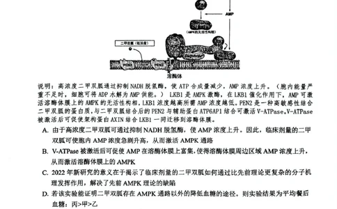 安徽师范大学附属中学2025届高三下学期5月考前适应性检测生物试卷（含答案）_2025年5月_250529安徽师范大学附属中学2025届高三下学期模拟预测（全科）
