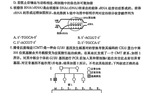 生物金太阳&middot;安徽省皖西南高中振兴发展联盟高三起点考试（26-04C）_2025年8月_250831金太阳&middot;安徽省皖西南高中振兴发展联盟高三起点考试（26-04C）（全科）
