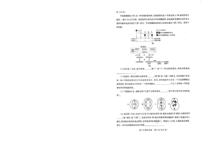 生物试卷_2025年1月_250108湖北省部分市州2025年元月高三期末联考（全科）_湖北省部分市州2025年元月高三期末联考生物