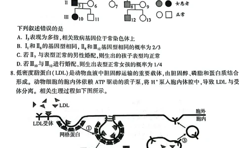 厦门市2025届高三毕业班第四次质量检测-生物试卷_2025年5月_250512福建省厦门市2025届高三毕业班第四次质量检测（全科）_厦门市2025届高三毕业班第四次质量检测-生物