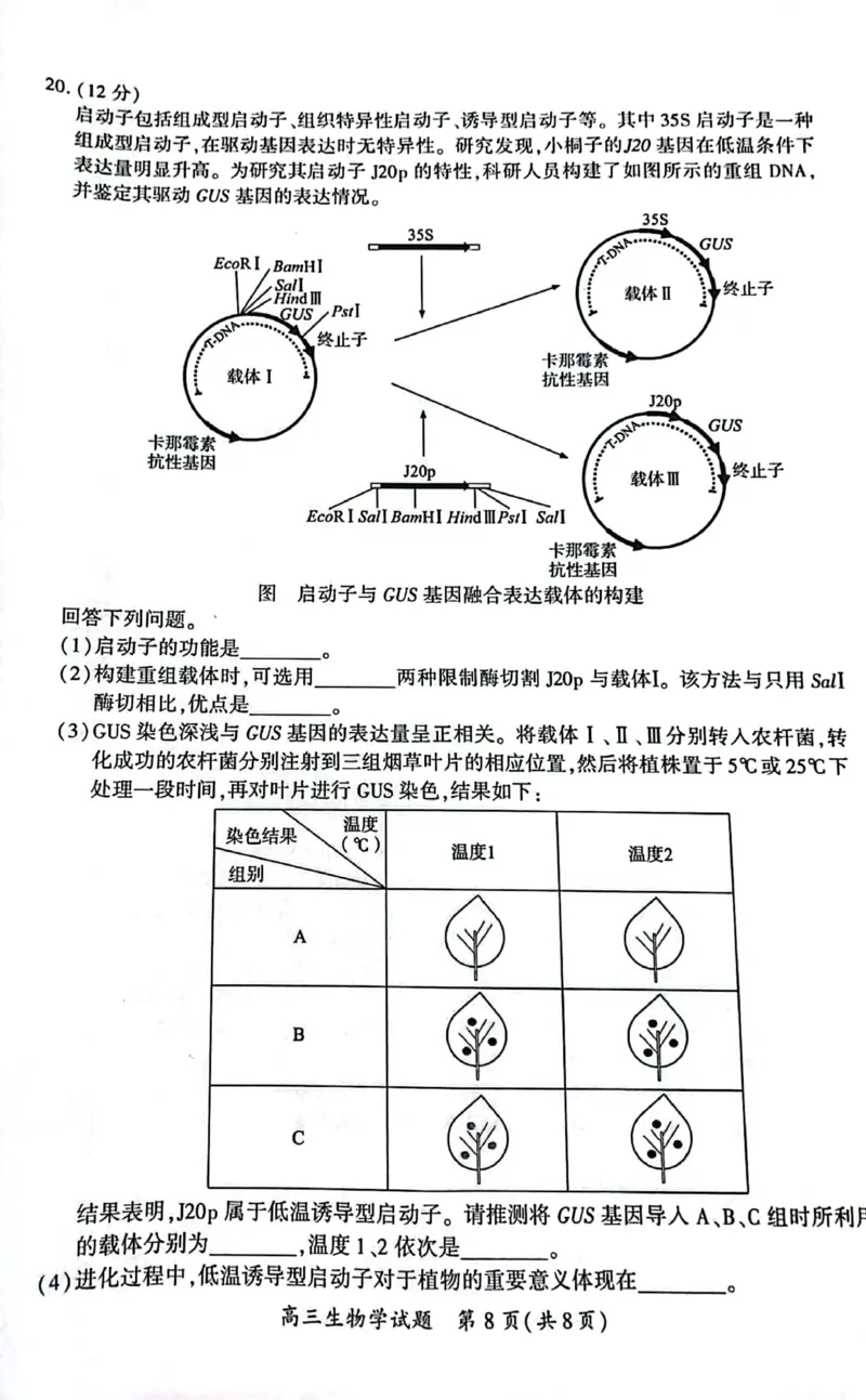 厦门市2025届高三毕业班第四次质量检测-生物试卷_2025年5月_250512福建省厦门市2025届高三毕业班第四次质量检测（全科）_厦门市2025届高三毕业班第四次质量检测-生物