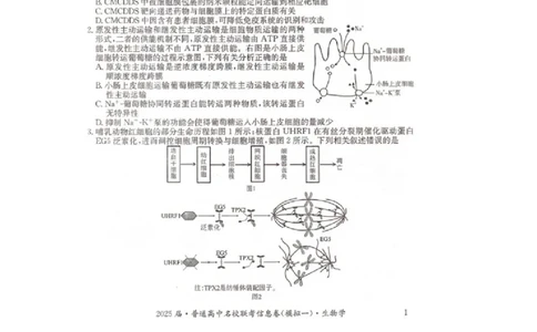 湖南省2025届普通高中名校联考信息卷（模拟一）生物_2025年3月_250331湖南省2025届普通高中名校联考信息卷（模拟一）（全科）_湖南省2025届普通高中名校联考信息卷（模拟一）生物