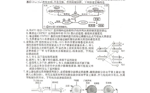 湖南省2025届普通高中名校联考信息卷（模拟一）生物_2025年3月_250331湖南省2025届普通高中名校联考信息卷（模拟一）（全科）_湖南省2025届普通高中名校联考信息卷（模拟一）生物