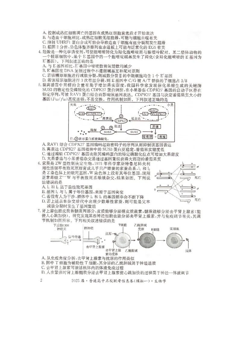 湖南省2025届普通高中名校联考信息卷（模拟一）生物_2025年3月_250331湖南省2025届普通高中名校联考信息卷（模拟一）（全科）_湖南省2025届普通高中名校联考信息卷（模拟一）生物