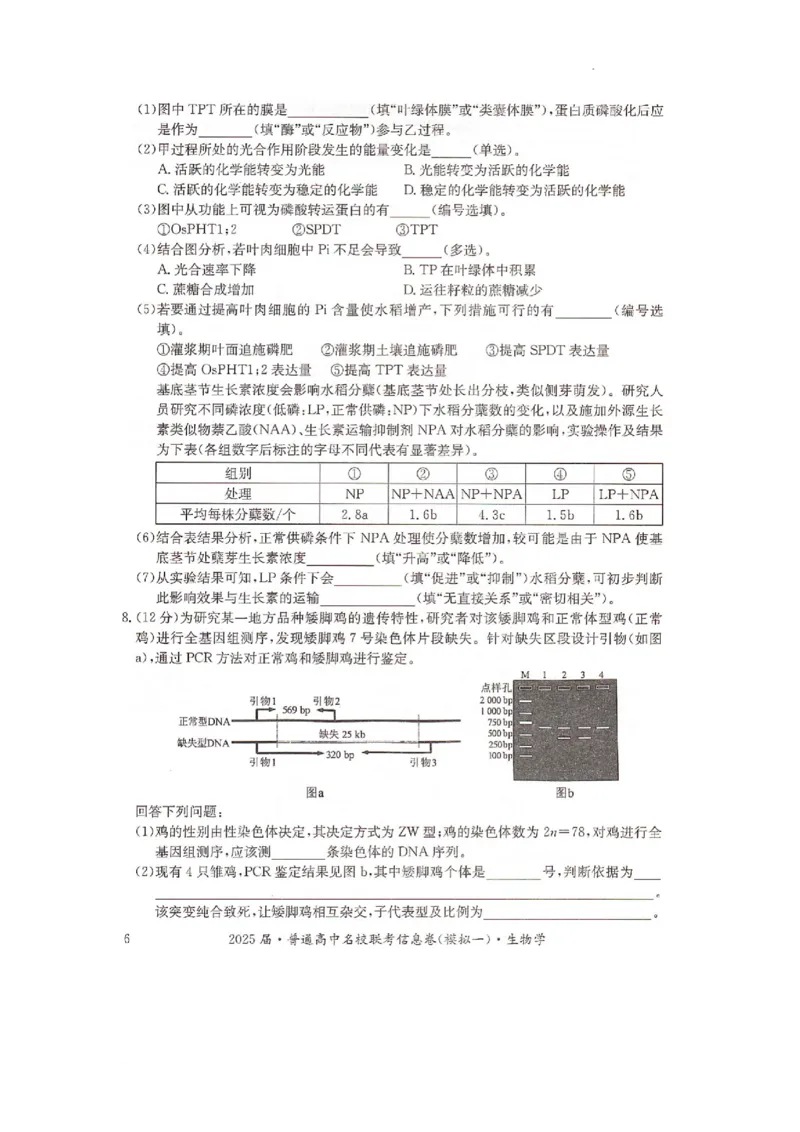 湖南省2025届普通高中名校联考信息卷（模拟一）生物_2025年3月_250331湖南省2025届普通高中名校联考信息卷（模拟一）（全科）_湖南省2025届普通高中名校联考信息卷（模拟一）生物