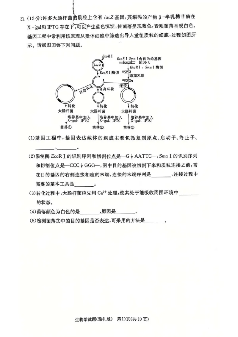 湖南省长沙市雅礼中学2024-2025学年高三上学期第四次月考生物试卷_2025年1月_250101湖南省长沙市雅礼中学2024-2025学年高三上学期月考（四）
