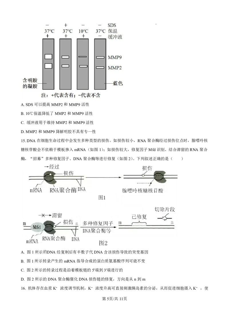 生物_2025年4月_250419河北省石家庄市第一中学2025届高考第二次模拟考试（全科）