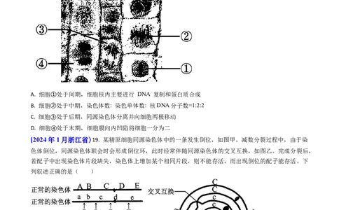 专题06细胞的增殖-2024年高考真题和模拟题生物分类汇编(学生卷）_近10年高考真题汇编（必刷）_十年（2014-2024）高考生物真题分项汇编（全国通用）