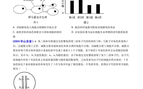 专题06细胞的增殖-2024年高考真题和模拟题生物分类汇编(学生卷）_近10年高考真题汇编（必刷）_十年（2014-2024）高考生物真题分项汇编（全国通用）