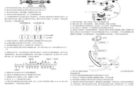 生物二模B4_2025年4月_250403东北三省三校2025届高三第二次联合模拟考试（哈师大附中、东师大附中、辽宁省实验中学）（全科）