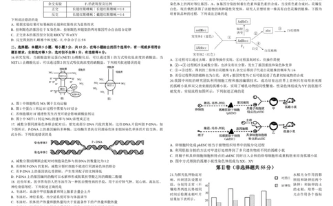 生物二模B4_2025年4月_250403东北三省三校2025届高三第二次联合模拟考试（哈师大附中、东师大附中、辽宁省实验中学）（全科）