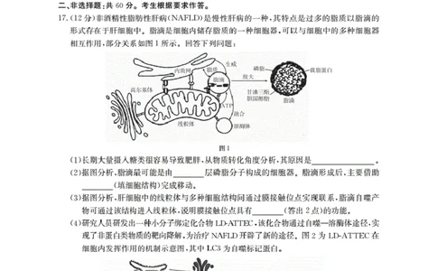 广东省部分学校2026届高三上学期10月联考生物C2_2025年10月_251020金太阳&middot;广东省2026届高三上学期10月联考（26-27C）（全科）