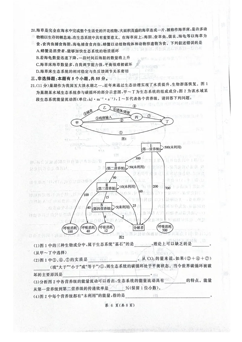 河北省衡水市2025-2026学年高三上学期四调考试生物试题（含答案）_2025年10月_251029河北省衡水市2025-2026学年高三上学期四调考试