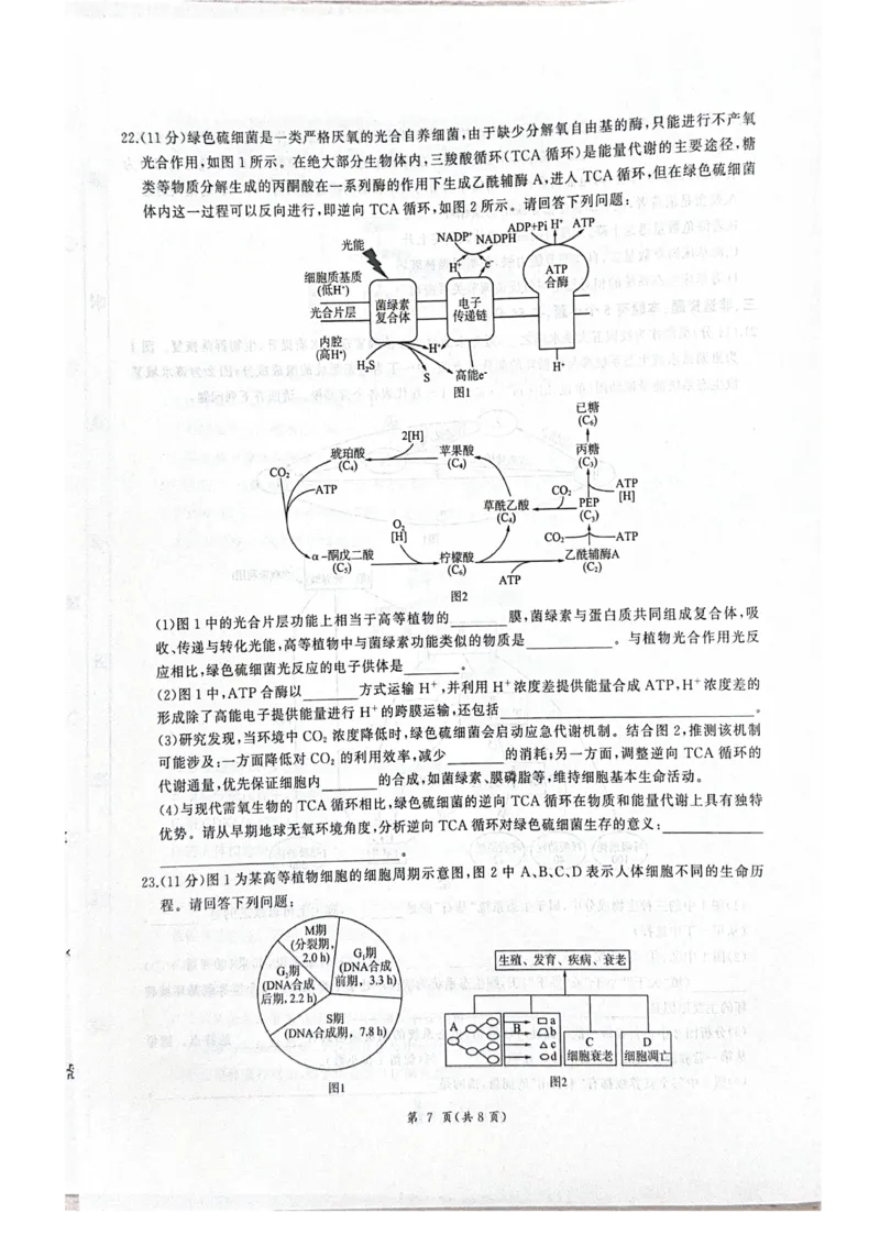 河北省衡水市2025-2026学年高三上学期四调考试生物试题（含答案）_2025年10月_251029河北省衡水市2025-2026学年高三上学期四调考试