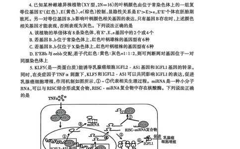 山东省泰安市2024-2025学年度高三上学期期末考试生物试题_2025年1月_250123山东省泰安市2024-2025学年高三上学期1月期末试题（全科）