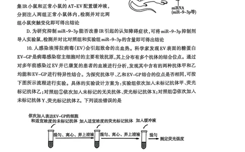 山东省泰安市2024-2025学年度高三上学期期末考试生物试题_2025年1月_250123山东省泰安市2024-2025学年高三上学期1月期末试题（全科）