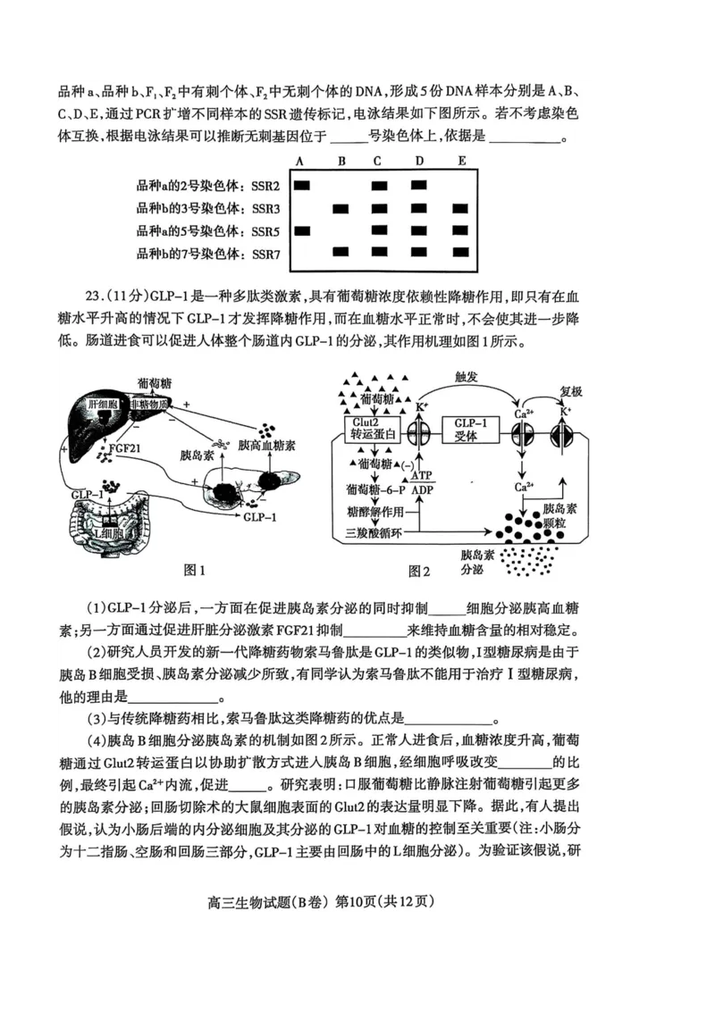 山东省泰安市2024-2025学年度高三上学期期末考试生物试题_2025年1月_250123山东省泰安市2024-2025学年高三上学期1月期末试题（全科）