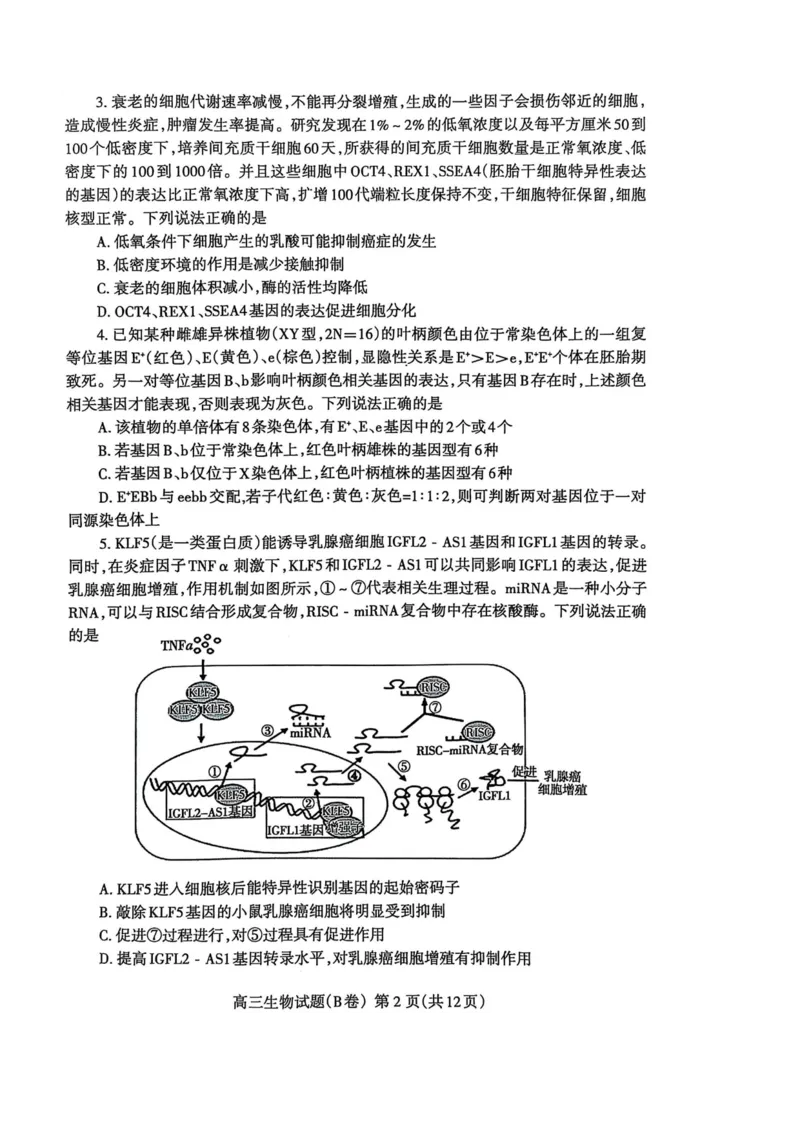 山东省泰安市2024-2025学年度高三上学期期末考试生物试题_2025年1月_250123山东省泰安市2024-2025学年高三上学期1月期末试题（全科）