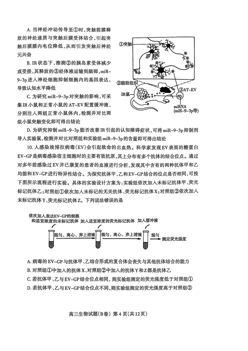 山东省泰安市2024-2025学年度高三上学期期末考试生物试题_2025年1月_250123山东省泰安市2024-2025学年高三上学期1月期末试题（全科）