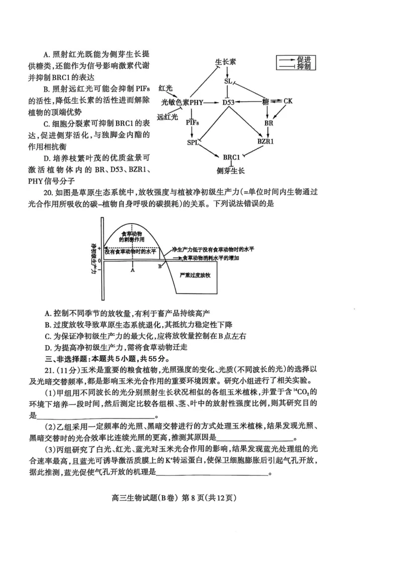 山东省泰安市2024-2025学年度高三上学期期末考试生物试题_2025年1月_250123山东省泰安市2024-2025学年高三上学期1月期末试题（全科）