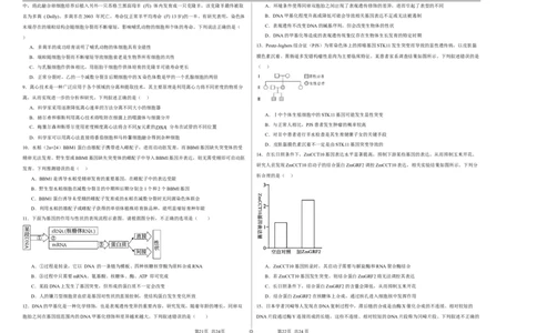 宁夏石嘴山市第一中学2024-2025学年高三上学期1月期末生物_2025年2月_250205宁夏石嘴山市第一中学2024-2025学年高三上学期1月期末试题