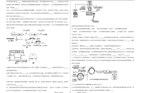 宁夏石嘴山市第一中学2024-2025学年高三上学期1月期末生物_2025年2月_250205宁夏石嘴山市第一中学2024-2025学年高三上学期1月期末试题