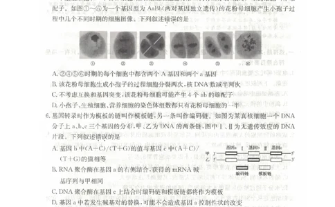 河南省TOP二十名校2025届高三猜题大联考生物试题（含答案）_2025年5月_250516河南省TOP二十名校2025届高三猜题大联考（全科）